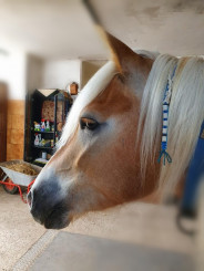 Pferde Paracord Band dünn geflochten 